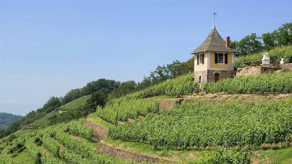 1.150 Jahre Wein